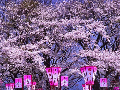 梅祭り会場の桜