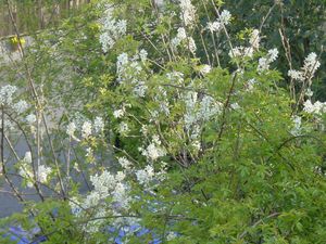 ジューンベリー