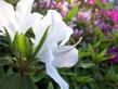 white azalea