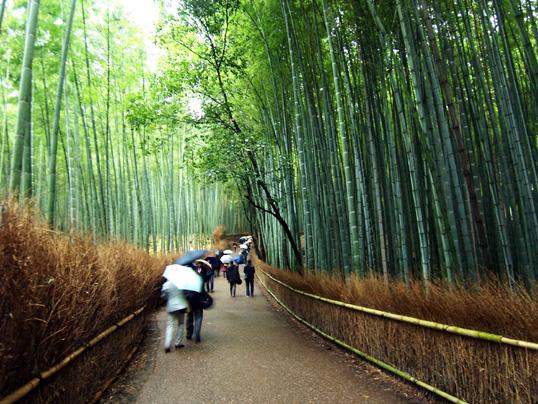 bamboo grove