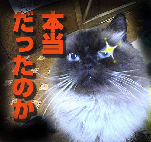 ラッキーちゃん-6 -1.jpg