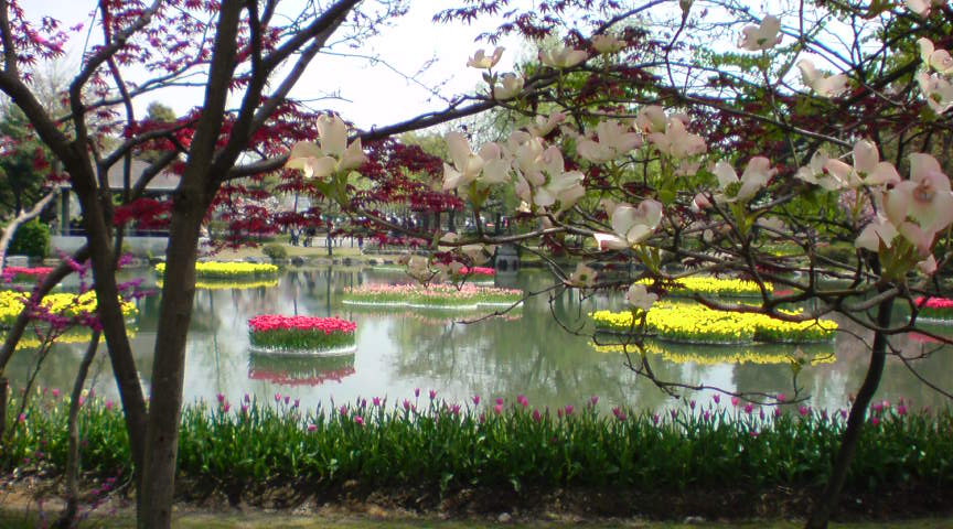 花水木・楓・チューリップ