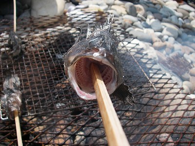 網地島のソイです。塩焼きされてます。