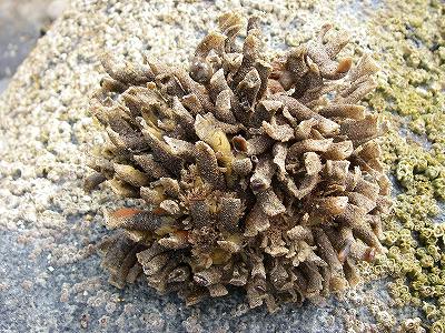 アナゴ抜きの餌「エラコ」