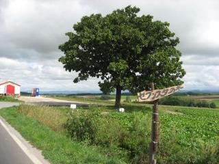 セブンスターの木