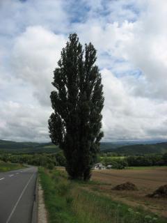 ケンとメリーの木