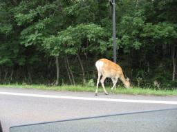 平然と道端におりました