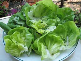auba3.jpg