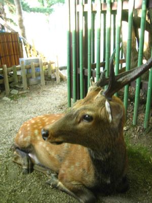 奈良公園08154.jpg