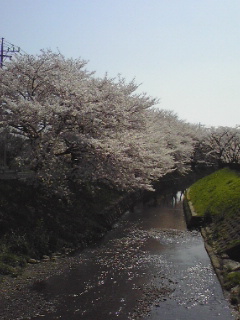 新河岸川のさくら