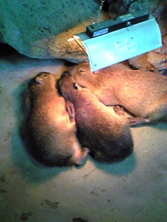 カピバラの子供達