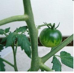 tomato624-2.JPG