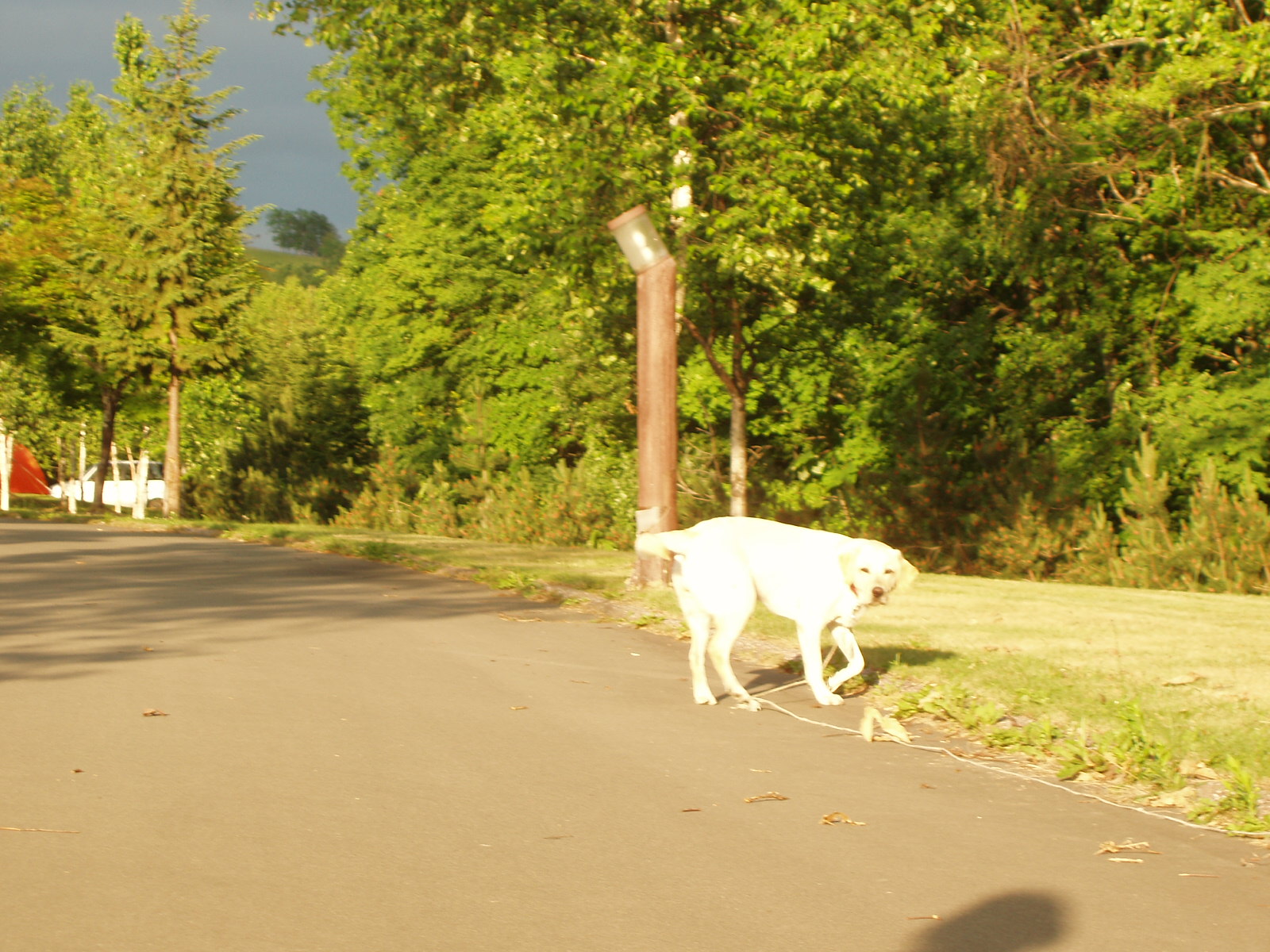 広いキャンプ場
