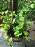 IMG_1627.jpg