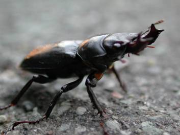 青森オニクワガタ040808