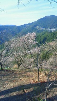 20111114桜山公園１.jpg