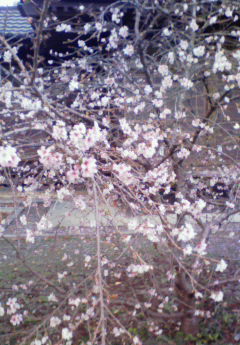 20081102冬桜１.jpg
