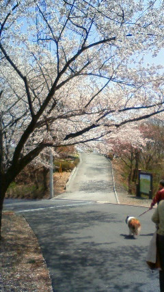 20100418桜並木とコジロウ.jpg