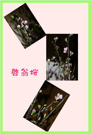 桜.JPG