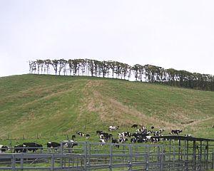 北海道_どっかの牧場