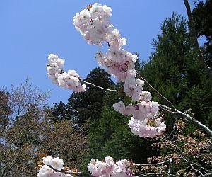 比叡山_八重桜