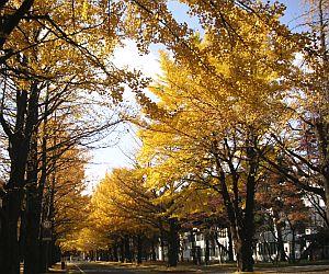 北海道大学_イチョウ並木