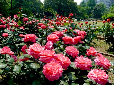 ピンクパンサー