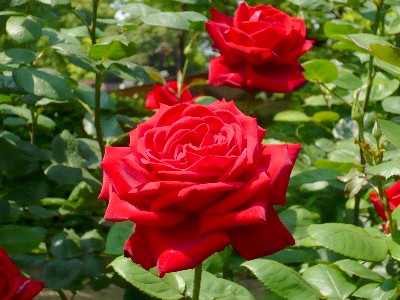 ブルグント’８１