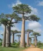 バオバブ２.JPG