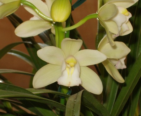 シンビジューム　０１