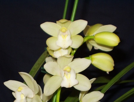 シンビジューム　０２