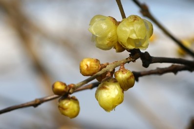 素心蝋梅ソシンロウバイ 2.jpeg