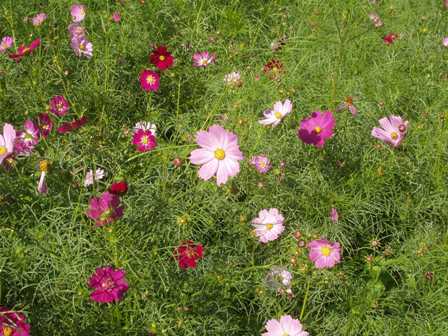 コスモス０１.JPG