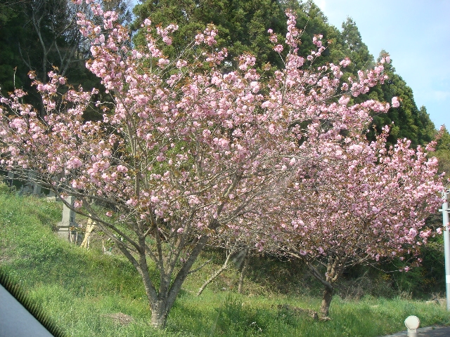 八重桜.jpg