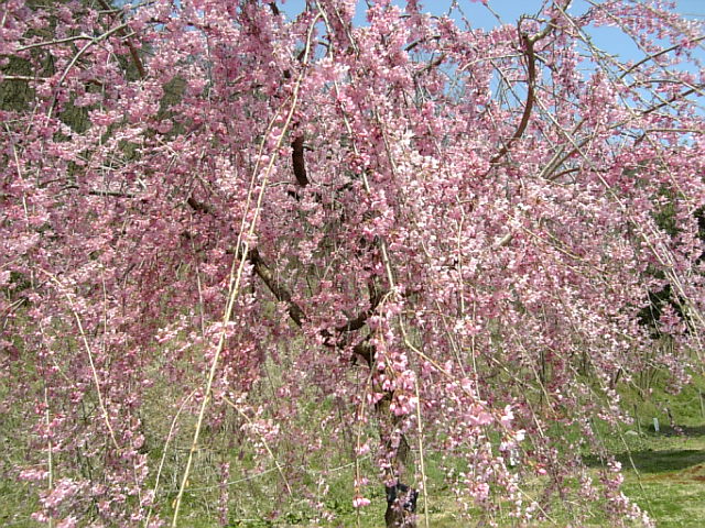 枝垂れ桜.jpg