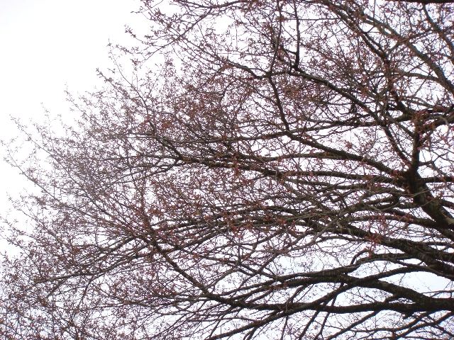 桜の蕾.jpg