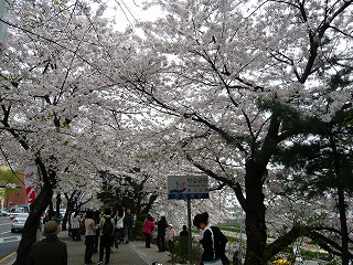ヨイドの桜.jpg