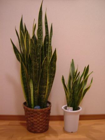 サンスベリア1.jpg