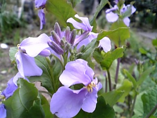 大根の花