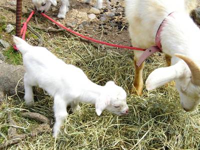 親子ヤギA.JPG
