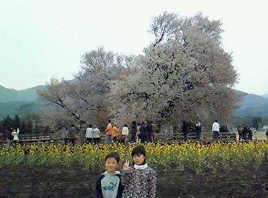 一心行の桜