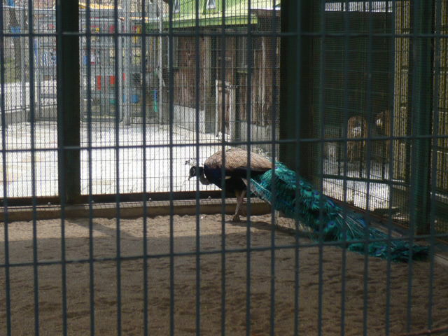 2011_0430_132159-P1090268.JPG