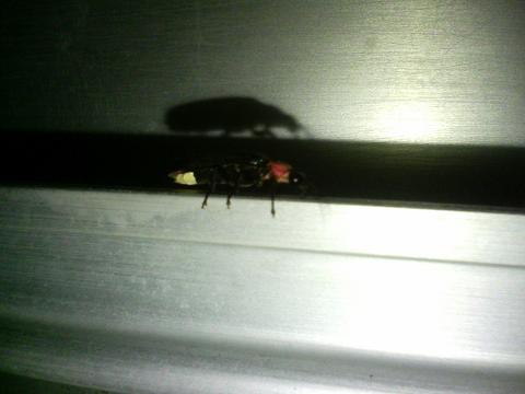 『ホタル』こんな格好でした！