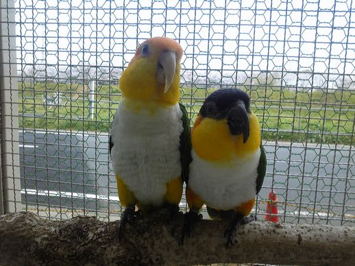 20110410小麦とカンチ-2