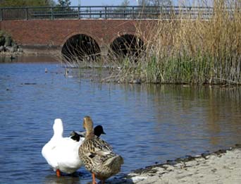 別府沼の鳥さん・２