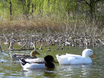 別府沼の鳥さん・３