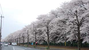 旧日本鋼管の桜080330