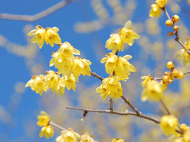 宝登山ロウバイ・２