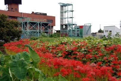 彼岸花・熊谷市代・２