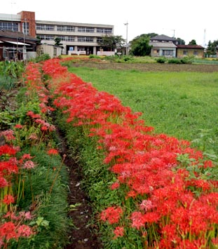 彼岸花・熊谷市代・３